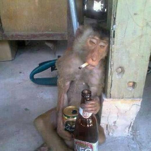 Semua Monyet Hasil Razia Topeng Monyet Mengidap Cacingan