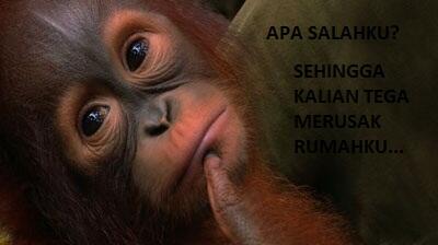 (WTF) Orangutan ditembak mati dan dijadikan santapan!