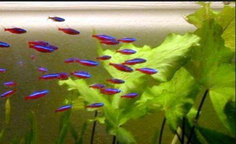 fresh water Schooling fish &#91; ikan bergerombol air tawar &#93;