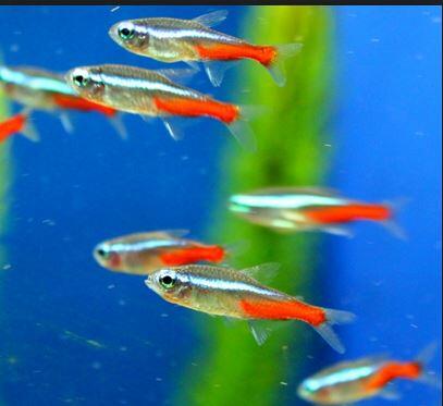 fresh water Schooling fish &#91; ikan bergerombol air tawar &#93;