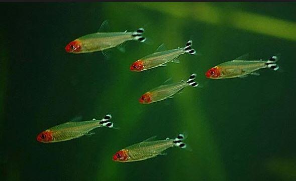 fresh water Schooling fish &#91; ikan bergerombol air tawar &#93;