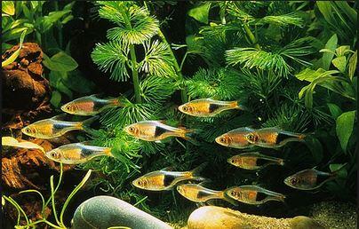 fresh water Schooling fish &#91; ikan bergerombol air tawar &#93;