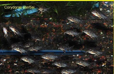 fresh water Schooling fish &#91; ikan bergerombol air tawar &#93;