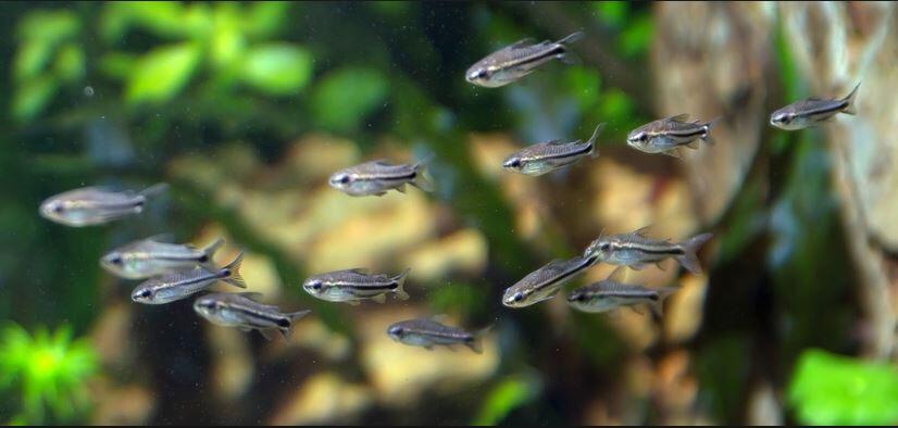 fresh water Schooling fish &#91; ikan bergerombol air tawar &#93;
