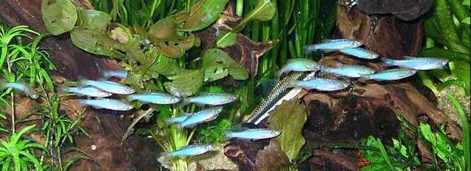 fresh water Schooling fish &#91; ikan bergerombol air tawar &#93;