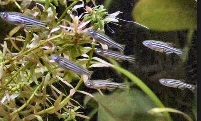 fresh water Schooling fish &#91; ikan bergerombol air tawar &#93;