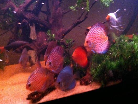 fresh water Schooling fish &#91; ikan bergerombol air tawar &#93;