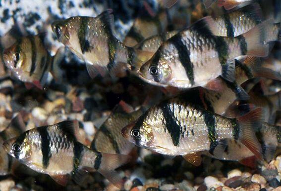 fresh water Schooling fish &#91; ikan bergerombol air tawar &#93;