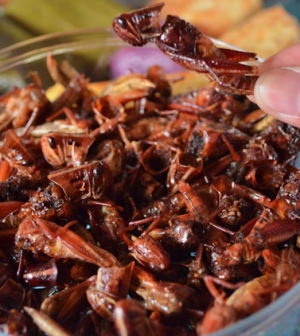 Belalang Goreng, Oleh-Oleh Khas Gunung Kidul, Yogyakarta