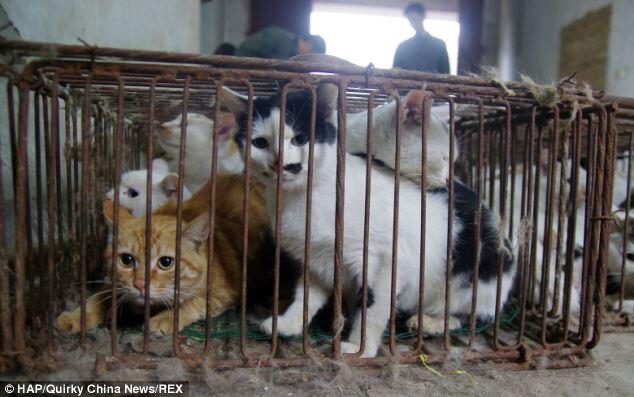Jaringan Kriminal yang Menyembelih & Menguliti Kucing Ditangkap (Foto)