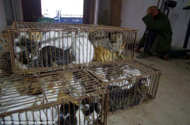 Jaringan Kriminal yang Menyembelih & Menguliti Kucing Ditangkap (Foto)