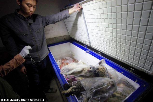 Jaringan Kriminal yang Menyembelih & Menguliti Kucing Ditangkap (Foto)