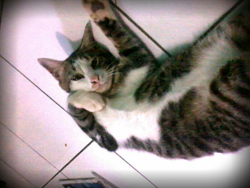 Ane Kangen Kucing Ane yang Hilang