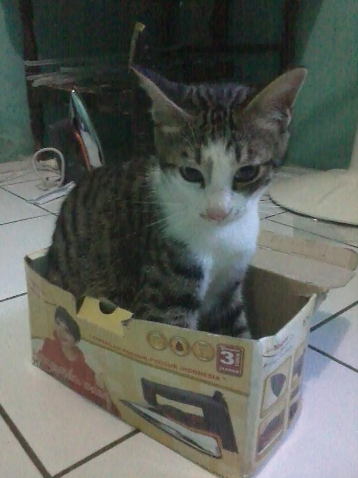 Ane Kangen Kucing Ane yang Hilang