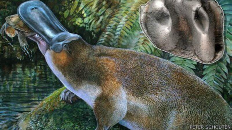 Fosil Platypus Raksasa Ditemukan di Australia