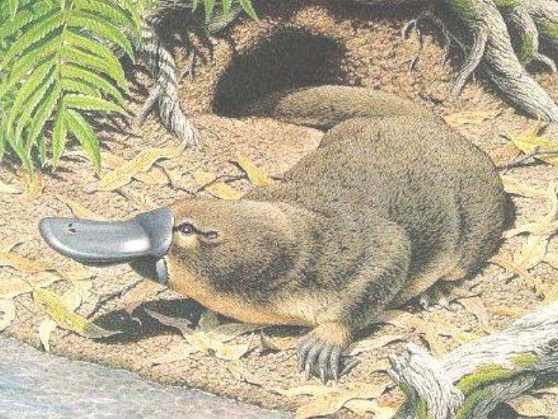 Fosil Platypus Raksasa Ditemukan di Australia