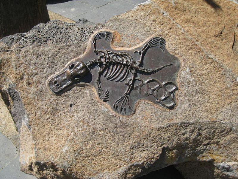Fosil Platypus Raksasa Ditemukan di Australia