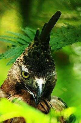 Burung - Burung Langka Asli Indonesia 