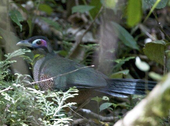 Burung - Burung Langka Asli Indonesia 