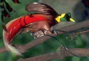 Burung - Burung Langka Asli Indonesia 