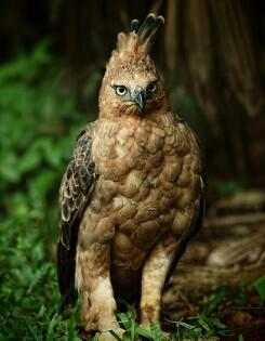 Burung - Burung Langka Asli Indonesia 