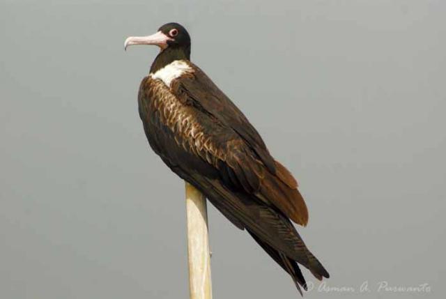 Burung - Burung Langka Asli Indonesia 