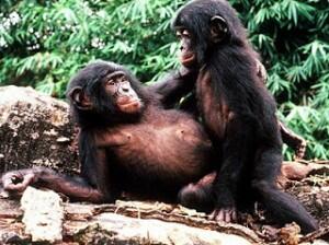 BIHO, Sebutan Untuk 11 Hewan-hewan Yang Homo Ini