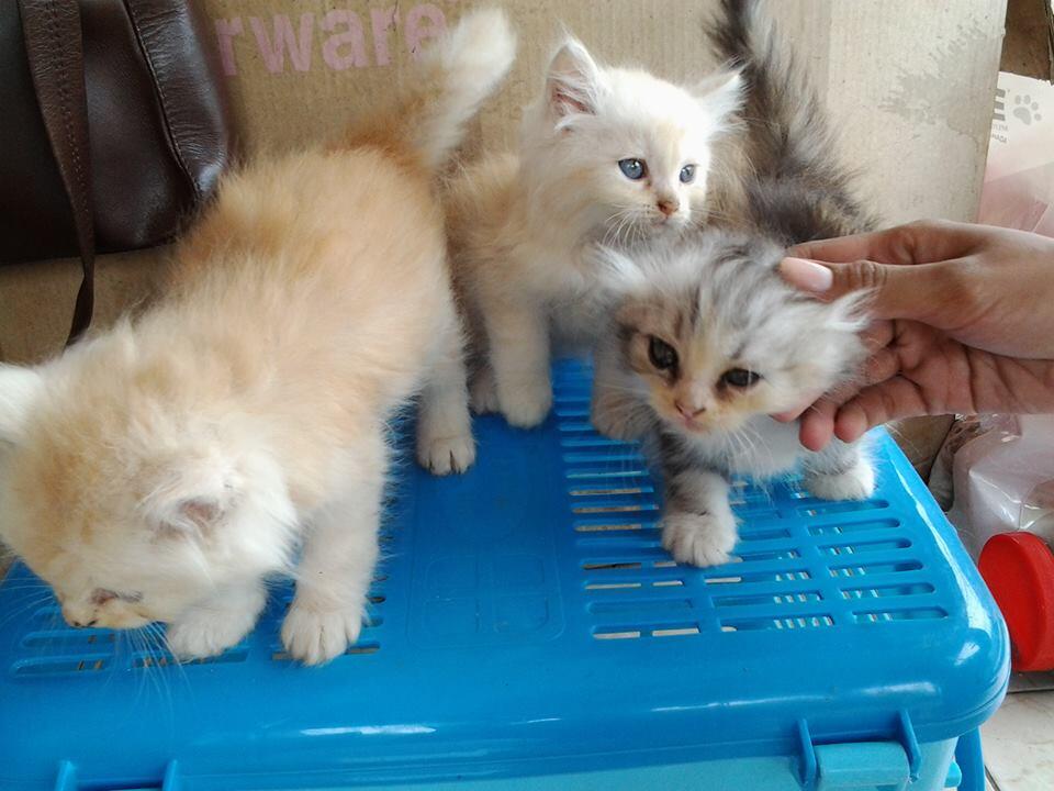 Terjual jual anak kucing peranakan anggora persia  KASKUS