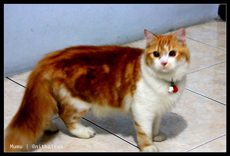 All About Kucing Meincoon