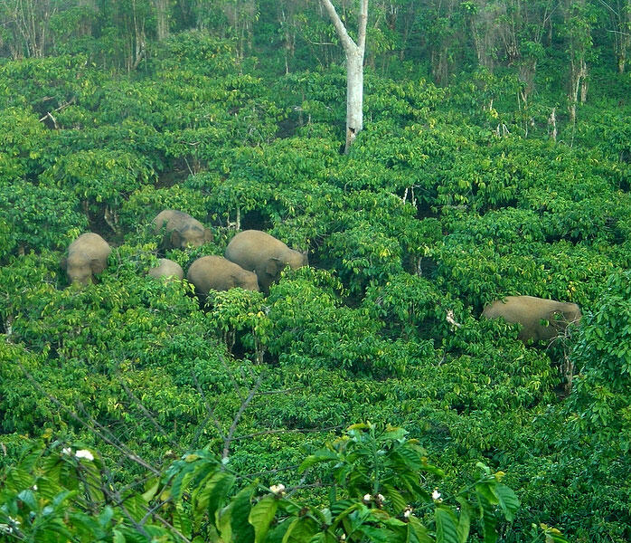 Warisan Surga Indonesia Dilindungi UNESCO