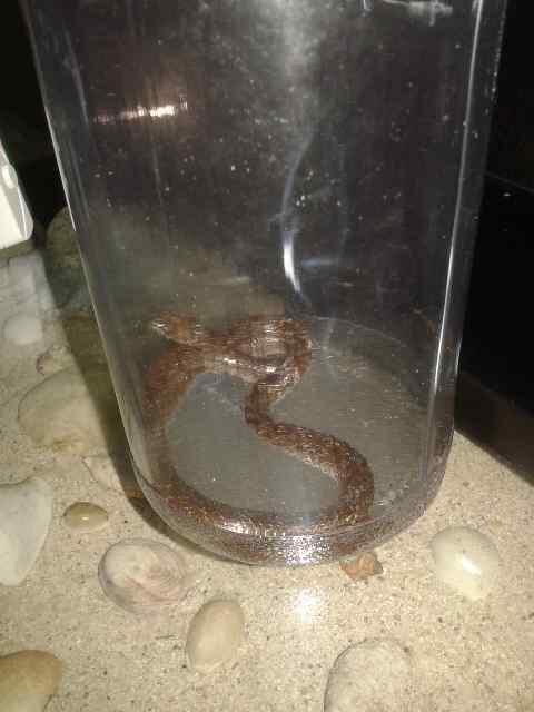 <ASK> Ular masuk ke rumah