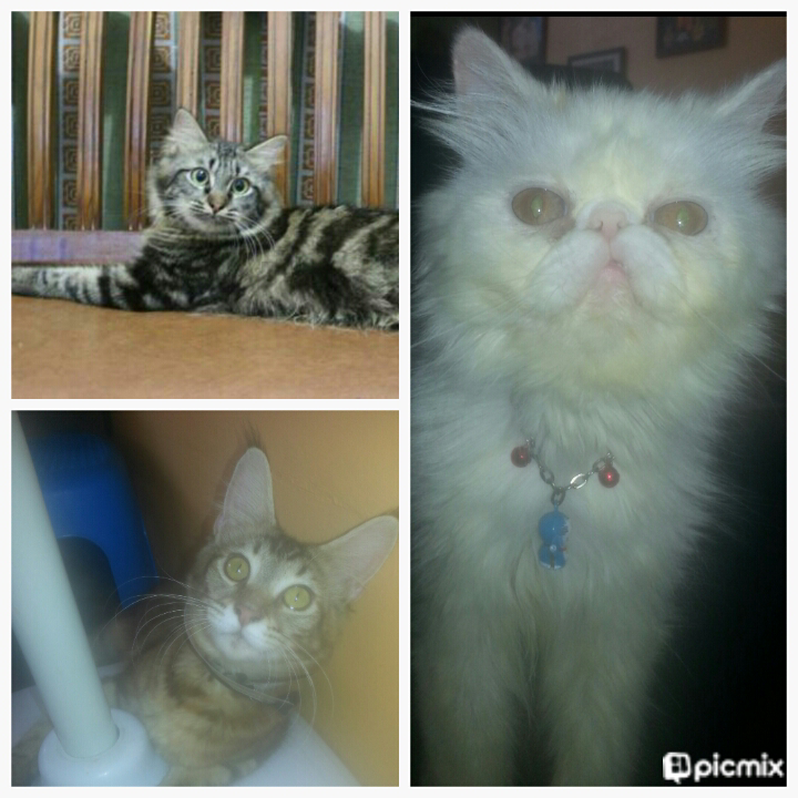 kucing persia peaknose & mainecoon NonPed