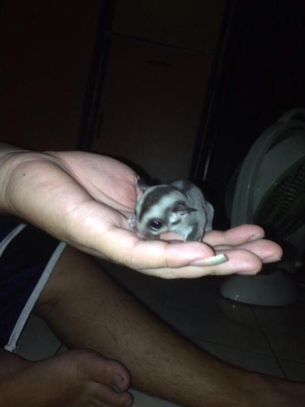 Dijual SUGAR GLIDER JOEY CB MURAH FRESH DR INDUKAN ( JAKARTA ONLY )