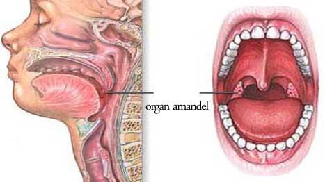 Benarkah Organ-organ Tubuh Ini Tidak Penting Bagi Manusia?