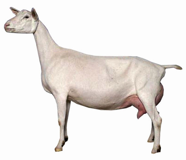 Mengenal Jenis2 Kambing yuk gan..