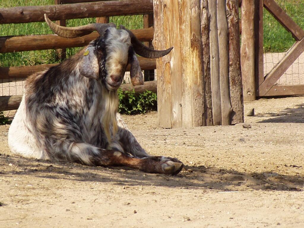 Mengenal Jenis2 Kambing yuk gan..