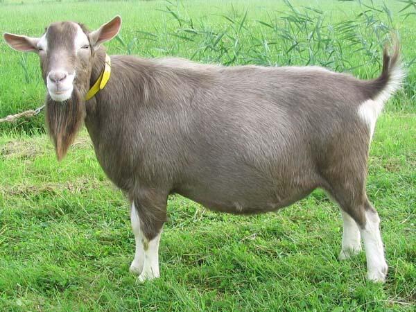 Mengenal Jenis2 Kambing yuk gan..