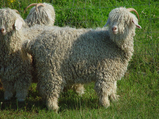 Mengenal Jenis2 Kambing yuk gan..
