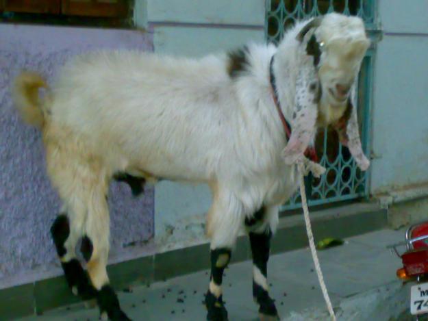 Mengenal Jenis2 Kambing yuk gan..
