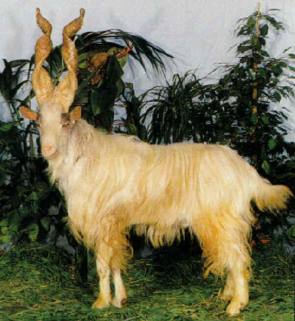 Mengenal Jenis2 Kambing yuk gan..