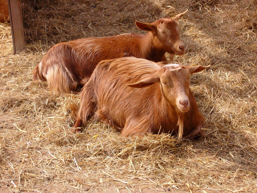 Mengenal Jenis2 Kambing yuk gan..
