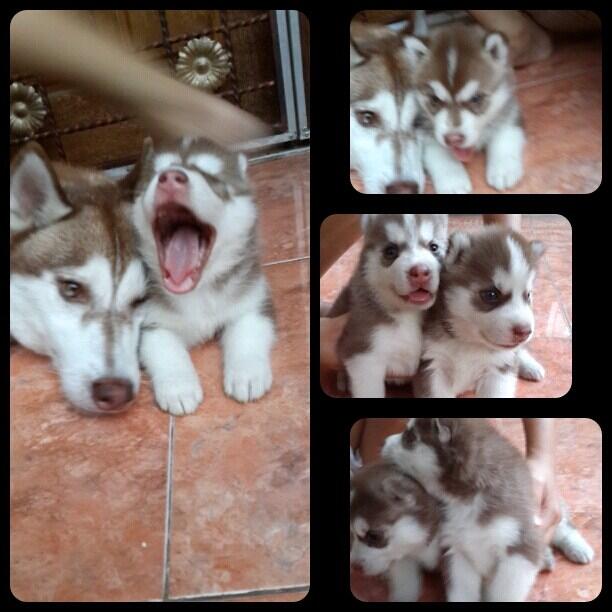 jual anakan siberian huski