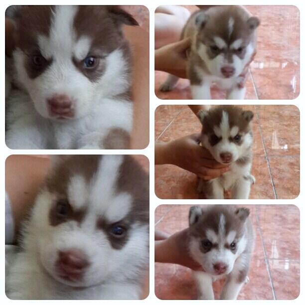 jual anakan siberian huski
