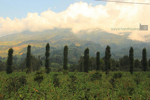 Temanggung - Wonosobo, Switzerland Van Java