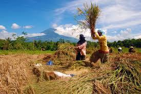 Temanggung - Wonosobo, Switzerland Van Java