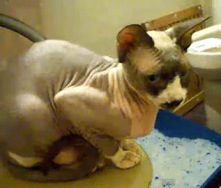 10 Jenis Kucing Tanpa Bulu