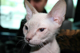 10 Jenis Kucing Tanpa Bulu