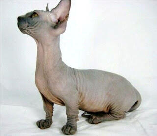 10 Jenis Kucing Tanpa Bulu