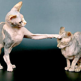 10 Jenis Kucing Tanpa Bulu