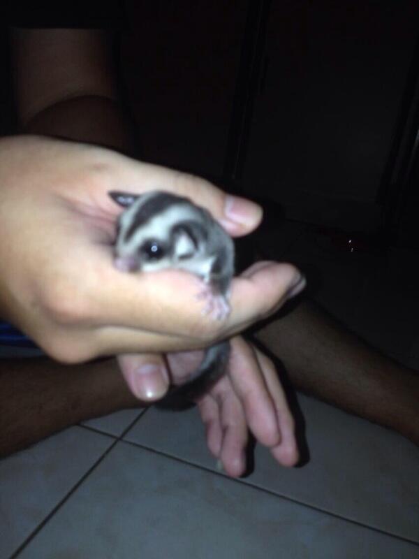 Dijual SUGAR GLIDER JOEY CB MURAH FRESH DR INDUKAN ( JAKARTA ONLY )